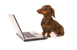 dachshund at a computer